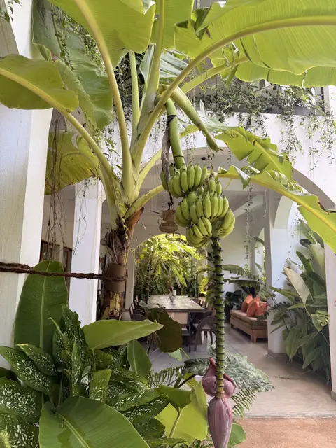 Banana plant fruiting in the courtyard garden