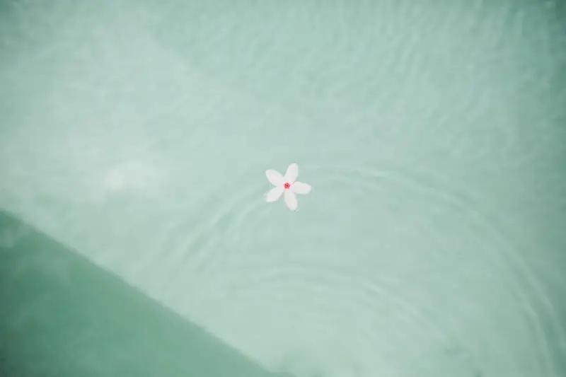 A single frangipani flower floating on the pool